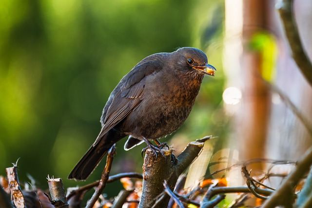 Hoe maak je je tuin vogelvriendelijk?